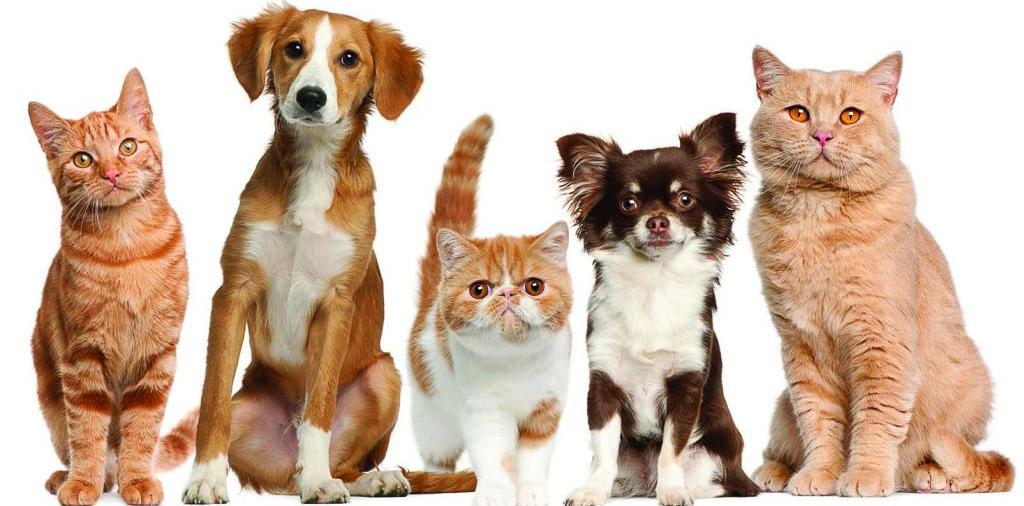 Доска объявлений о животных | ЗооТом - продажа, вязка и услуги для животных в Копейске