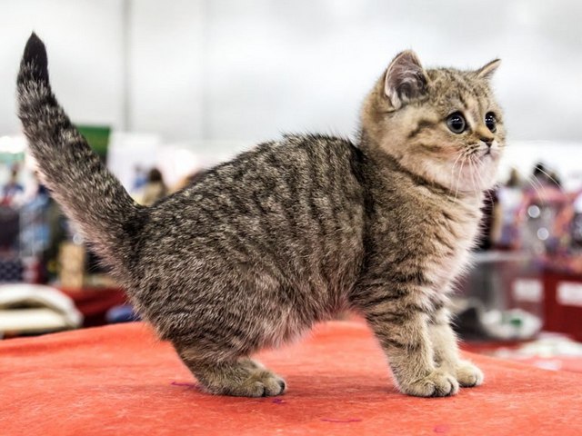 Породы кошек в Копейске | ЗооТом портал о животных