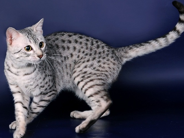 Породы кошек в Копейске | ЗооТом портал о животных