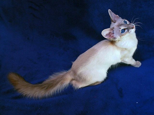 Выведенные породы кошек в Копейске | ЗооТом портал о животных