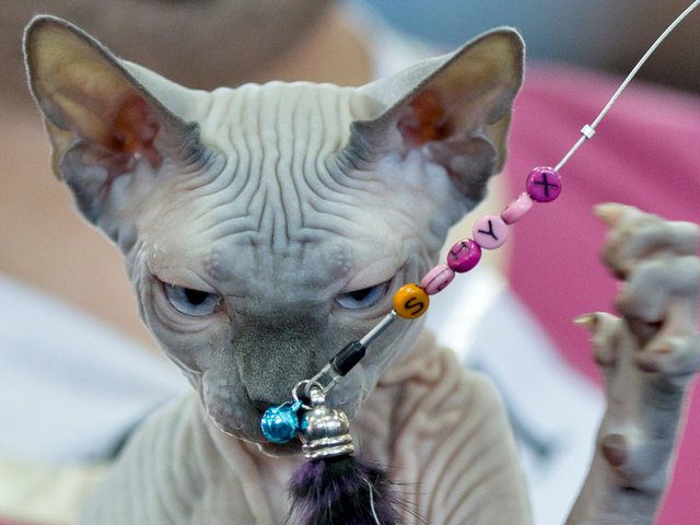 Выставки кошек в Копейске | ЗооТом портал о животных