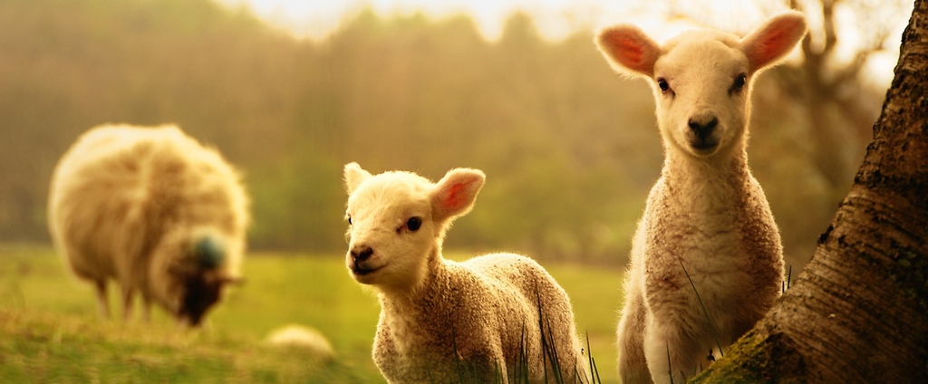 Объявления о сельскохозяйственных животных | ЗооТом - продажа, вязка и услуги для животных в Копейске
