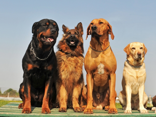 Крупные породы собак в Копейске | ЗооТом портал о животных