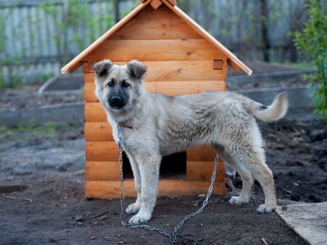 Все о собаках в Копейске Все о собаках в Копейске